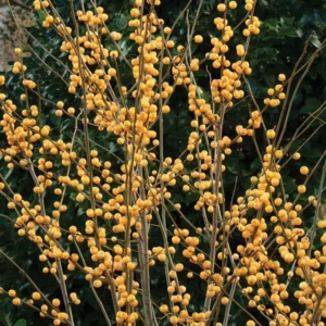 Gold Winterberry Plant, 4 Inch Pot - Holly