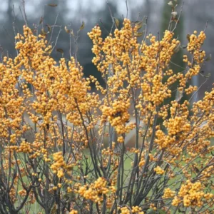 Gold Winterberry Plant, 4 Inch Pot - Holly