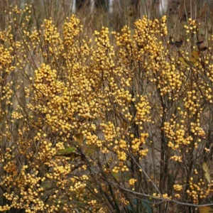 Gold Winterberry Plant, 4 Inch Pot - Holly