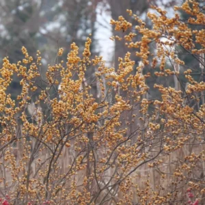 Gold Winterberry Plant, 4 Inch Pot - Holly