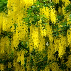 Golden Chain Tree Plants - Live Potted Yellow Wisteria - 16-20 Inch Outdoor Garden Plants
