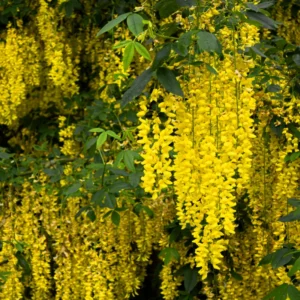 Golden Chain Tree Plants - Live Potted Yellow Wisteria - 16-20 Inch Outdoor Garden Plants