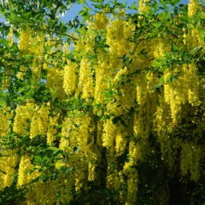 Golden Chain Tree Plants - Live Potted Yellow Wisteria - 16-20 Inch Outdoor Garden Plants