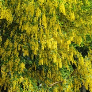Golden Chain Tree Plants - Live Potted Yellow Wisteria - 16-20 Inch Outdoor Garden Plants