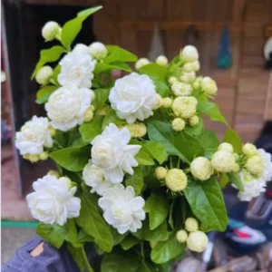 Grand Duke Jasmine Plant - Live Arabian Jasmine Vine - 5-8 Inch Starter Plants