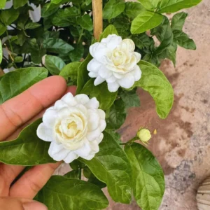 Grand Duke Jasmine Plant - Live Arabian Jasmine Vine - 5-8 Inch Starter Plants