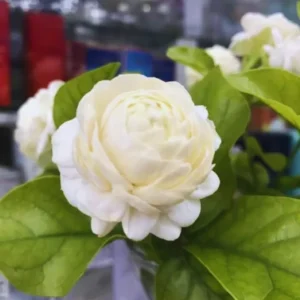 Grand Duke Jasmine Plants Live Set - 3 Starter Plants, 5-7 Inches, Indoor/Outdoor Gardening