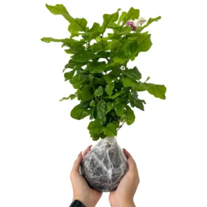 Grand Duke Jasmine Plants Live Set - 3 Starter Plants, 5-7 Inches, Indoor/Outdoor Gardening