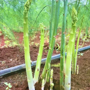Green Asparagus Plants - 9 Live Bareroot Asparagus Crowns - Vegetable Plants