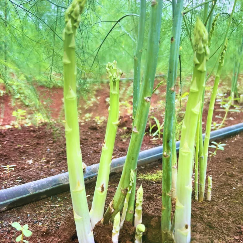 Green Asparagus Plants - 9 Live Bareroot Asparagus Crowns - Vegetable Plants