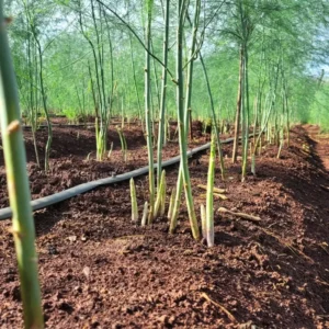 Green Asparagus Plants - 9 Live Bareroot Asparagus Crowns - Vegetable Plants