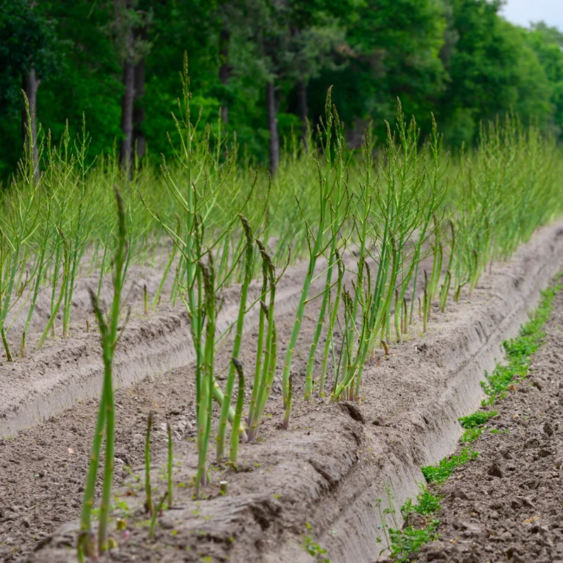 Green Asparagus Plants - 9 Live Bareroot Asparagus Crowns - Vegetable Plants