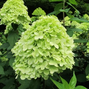 Green Hydrangea Plant - 2.5 Inch Pot - Blooming Flower