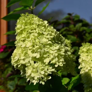 Green Hydrangea Plant - 2.5 Inch Pot - Blooming Flower