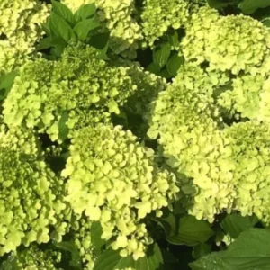 Green Hydrangea Plant - 2.5 Inch Pot - Blooming Flower