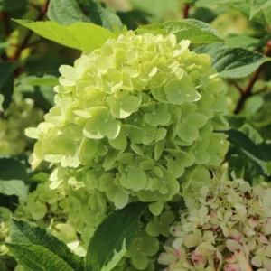 Green Hydrangea Plant - 2.5 Inch Pot - Blooming Flower