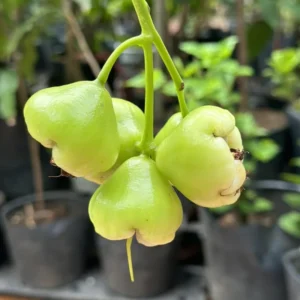 Green Rose Apple Tree 2-3 Feet Tall - Wax Jambu Fruit Tree