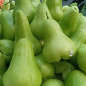 Green Rose Apple Tree 2-3 Feet Tall - Wax Jambu Fruit Tree