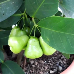 Green Rose Apple Tree 2-3 Feet Tall - Wax Jambu Fruit Tree
