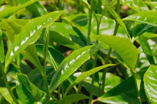 Green Tea Plant Tree Live Plant - 4-6 Inch Camellia Sinensis Tea Tree - Easy Indoor Growing