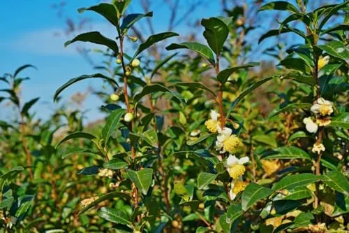 Green Tea Plant Tree Live Plant - 4-6 Inch Camellia Sinensis Tea Tree - Easy Indoor Growing