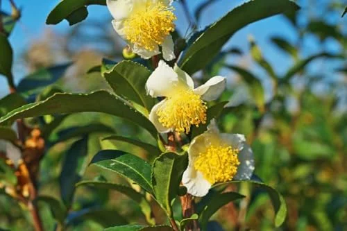Green Tea Plant Tree Live Plant - 4-6 Inch Camellia Sinensis Tea Tree - Easy Indoor Growing