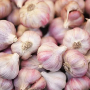 Hard Neck Garlic Bulbs for Planting - Pack of 4 Seed Garlic