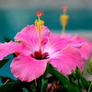 Hardy Hibiscus Plant - Live Bare Root Perennial Flower Tree, 6-8 Inch