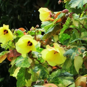 Hardy Hibiscus Plant - Live Bare Root Perennial Flower Tree, 6-8 Inch