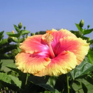 Hardy Hibiscus Plant - Live Bare Root Perennial Flower Tree, 6-8 Inch