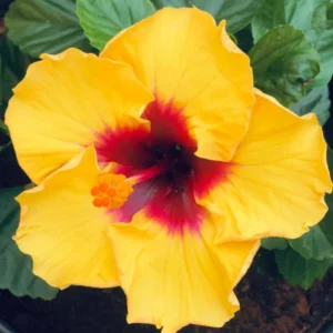 Hardy Hibiscus Plant - Live Bare Root Perennial Flower Tree, 6-8 Inch