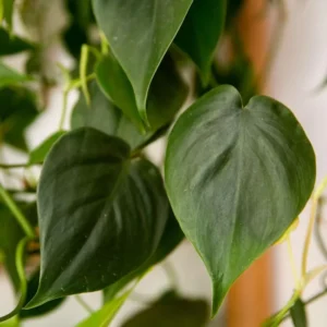 Heart Leaf Philodendron Plant, 3 Inch Pot