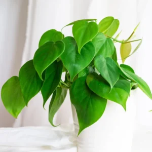 Heart Leaf Philodendron Plant, 3 Inch Pot