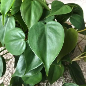 Heart Leaf Philodendron Plant, 3 Inch Pot