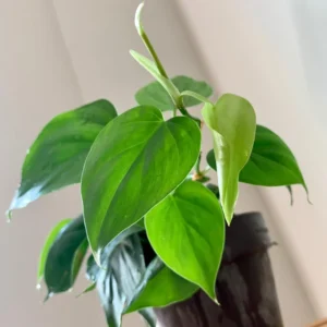 Heart Leaf Philodendron Plant, 3 Inch Pot