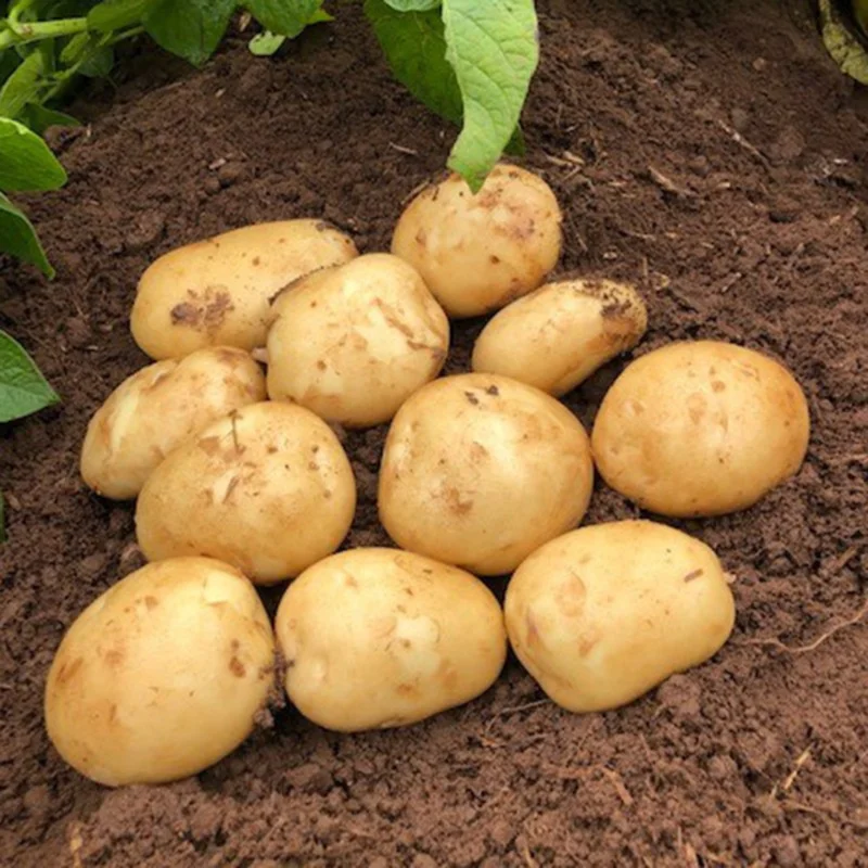Heirloom Potato Seeds - True Vegetable Seeds for Growing