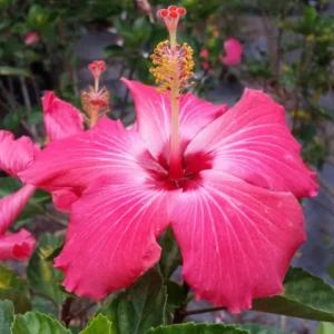 Hibiscus Plant Live - Hardy Tropical Hibiscus Tree 6-8 Inch