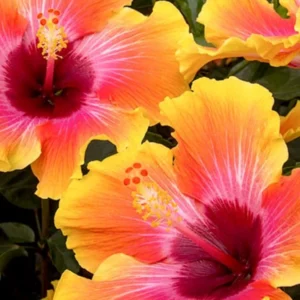 Hibiscus Plant Live - Hardy Tropical Hibiscus Tree 6-8 Inch