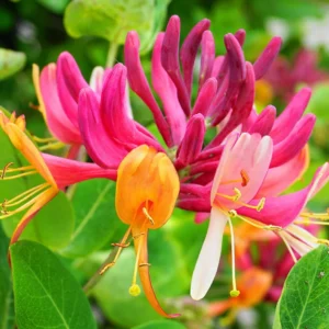 Honeysuckle Plants - 2 Live Vines, Fragrant Climbers, 5-9 Inch, No Pot