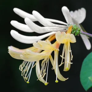 Honeysuckle Plants - 2 Live Vines, Fragrant Climbers, 5-9 Inch, No Pot