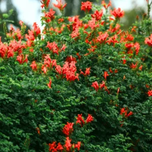 Honeysuckle Plants - 2 Live Vines, Fragrant Climbers, 5-9 Inch, No Pot