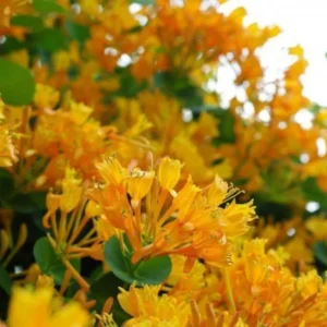 Honeysuckle Plants - 2 Live Vines, Fragrant Climbers, 5-9 Inch, No Pot