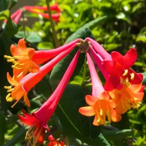 Honeysuckle Plants - 2 Live Vines, Fragrant Climbers, 5-9 Inch, No Pot