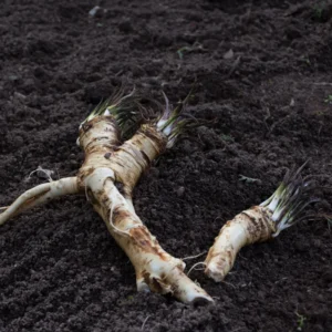 Horseradish Crowns - 2 Live Root Plants - Perennial for Gardening