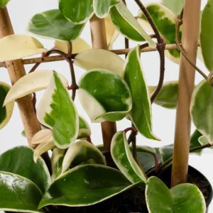 Hoya Carnosa Tricolor Flower Plant - Live Indoor Houseplant - 4 Inch Tall