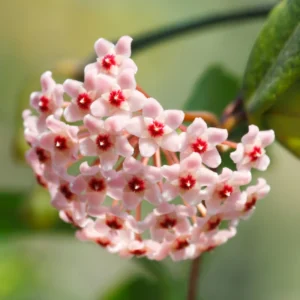 Hoya Carnosa Tricolor Flower Plant - Live Indoor Houseplant - 4 Inch Tall