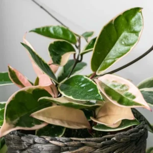 Hoya Carnosa Tricolor Flower Plant - Live Indoor Houseplant - 4 Inch Tall