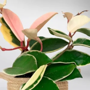 Hoya Carnosa Tricolor Flower Plant - Live Indoor Houseplant - 4 Inch Tall