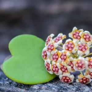 Hoya Kerrii Plant Live Heart Plant 4 Inch Indoor Outdoor