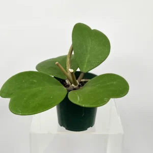 Hoya Kerrii Plant Live Heart Plant 4 Inch Indoor Outdoor